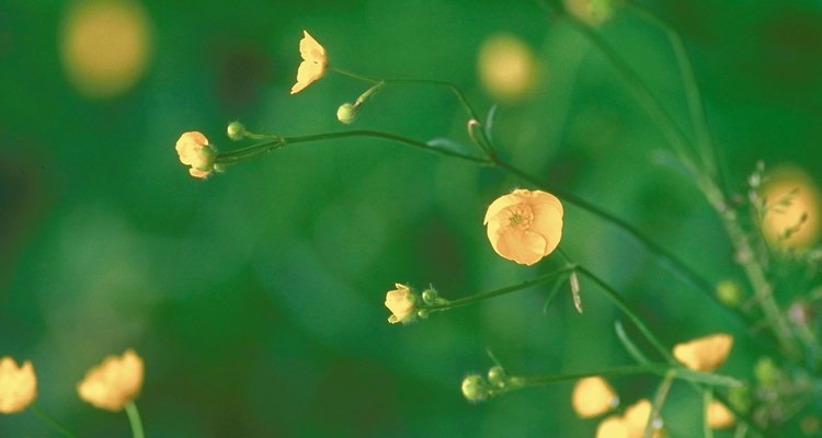 Buttercups typically flower from spring through summer's end.