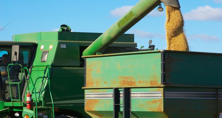 El sorgo es una cosecha de grano útil en regiones más secas de los Estados Unidos.