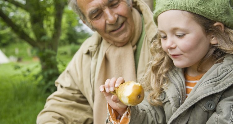 Unhealthy pear trees might not produce fruit.