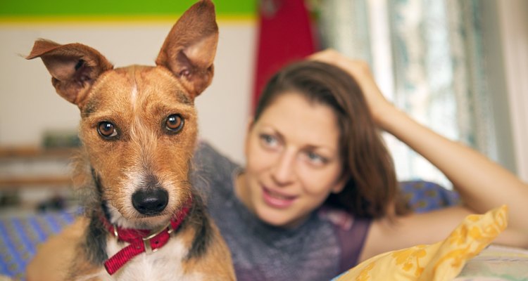Las orejas sanas son sinónimo de un perro saludable.