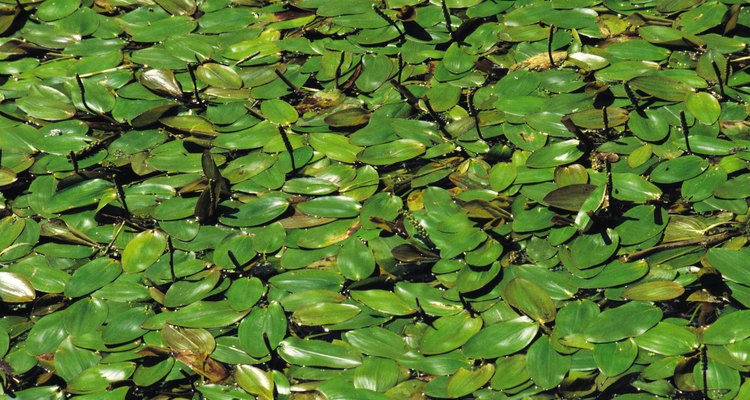Flor-de-lótus é uma planta aquática