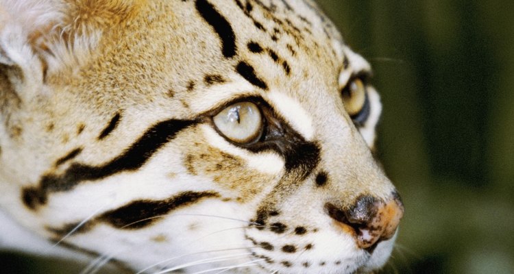 Dos gatos selvagens até os domésticos, o olho ímpar não é uma condição rara