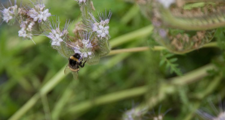 La lavanda atrae a alas abejas.