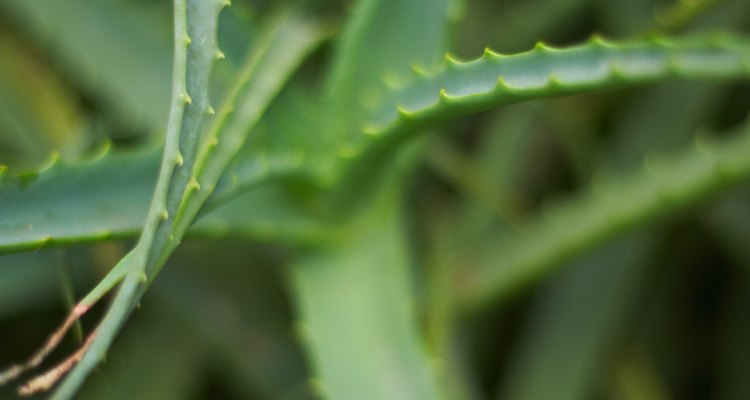 How to Get Rid of Fruit Flies on My Aloe Plant