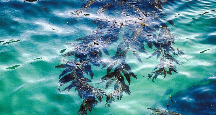 Las algas se encuentran en el Océano Pacífico.