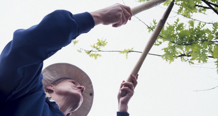 Loppers are ideal for pruning a dappled willow.