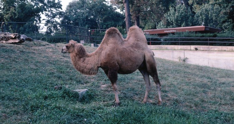 Lã de camelo vem do bactriano, o camelo de duas corcovas