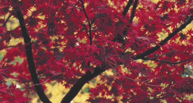 Los arces rojos se convierten en un bonsai asombroso.