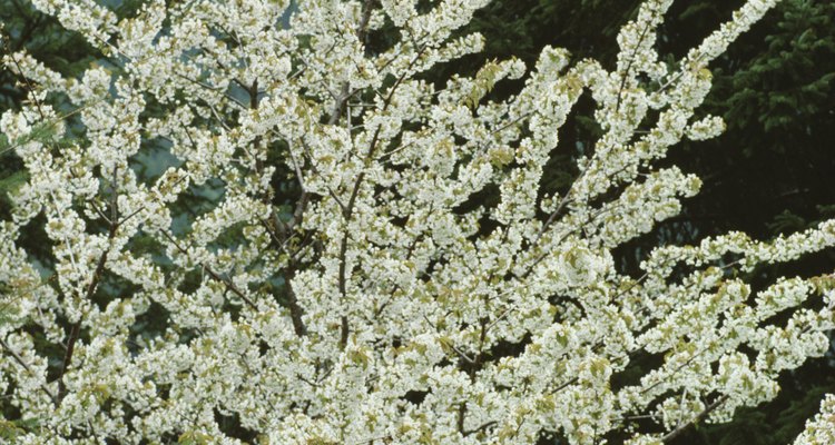 Los árboles de cerezos en flor se propagan a partir de esquejes.