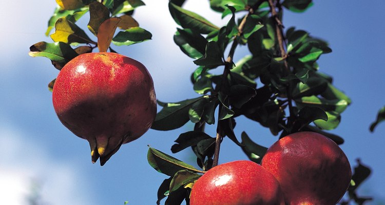 Pesados frutos cuelgan de las ramas de un granado.