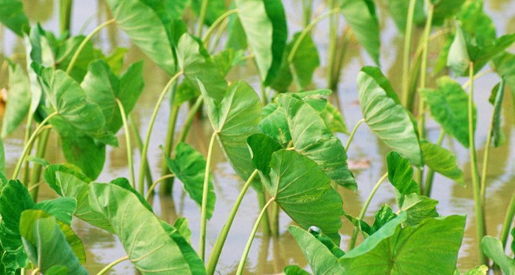 La alocasia polly es una planta tropical prima de la "oreja de elefante".
