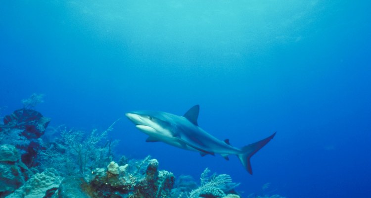 Os tubarões precisam de um hábitat marinho