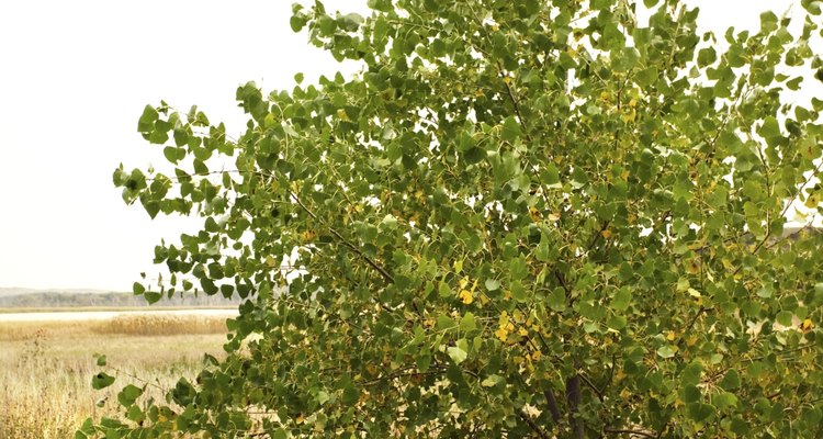 La catalpa norteña es una árbol con hojas en forma de corazón.