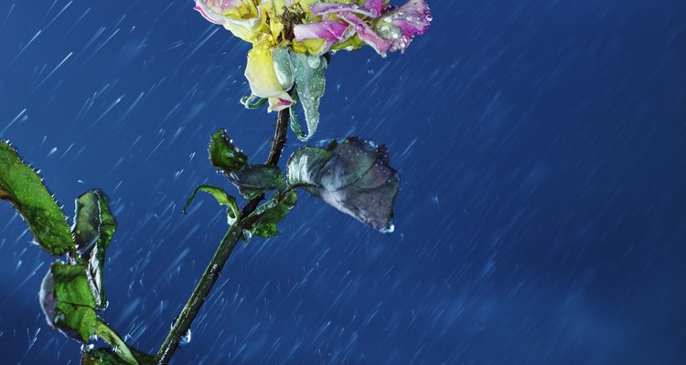 Pequeñas estructuras similares a pelos a los lados de los tallos de la pata de canguro ayudan a retener agua de lluvia y rocío.