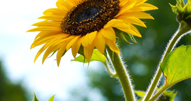 Cutting sunflowers at the right time can extend their indoor life.