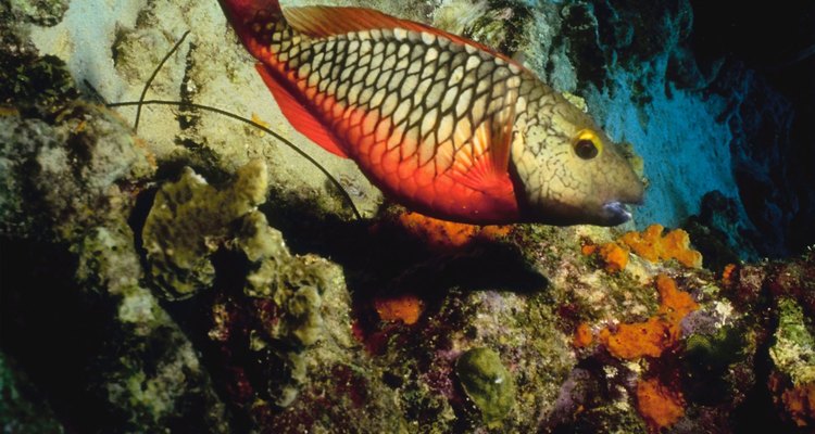 El blanquillo vive en cañones en el arrecife continental.