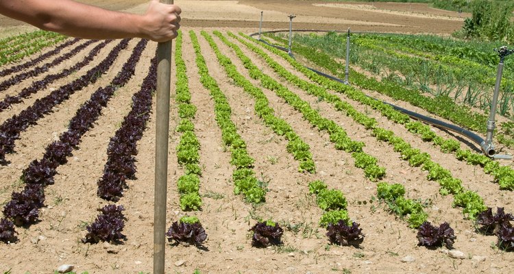Alguns agricultores usam as fases da Lua como guia para cultivo
