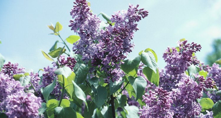 Encha uma cesta com flores de cor lilás para uma conferência de primavera