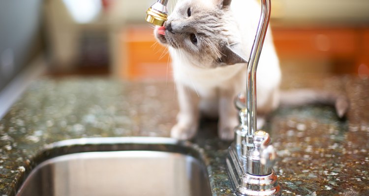 Gato bebiendo agua.