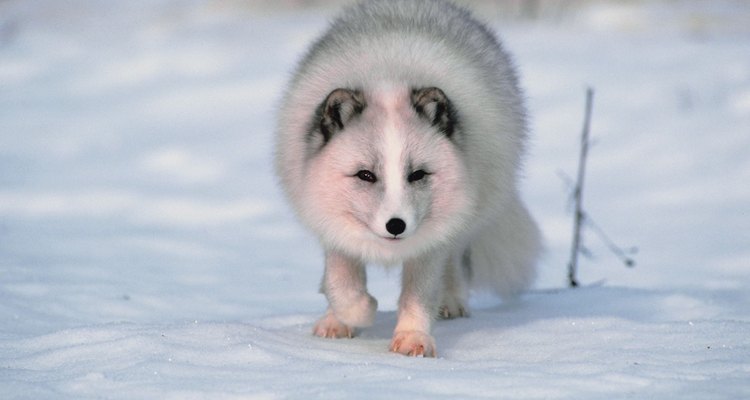 Raposa