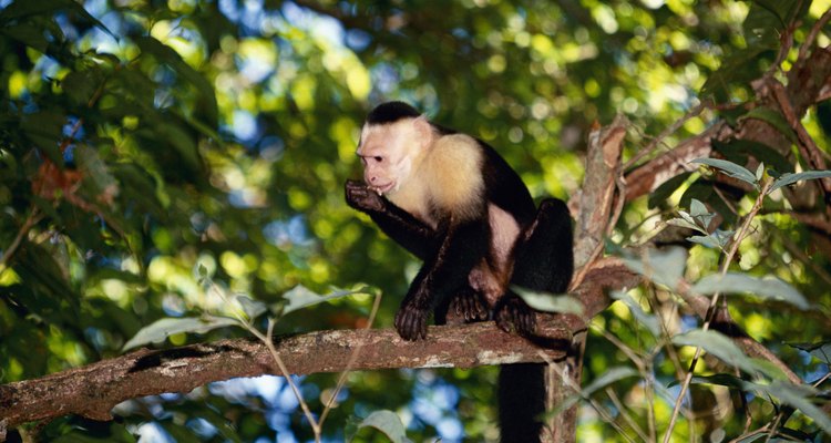 Los monos de la selva han evolucionado para vivir en los árboles con mayor copa.