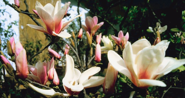 Los árboles y arbustos de magnolias son capaces de mostrar espectaculares pantallas de floración.