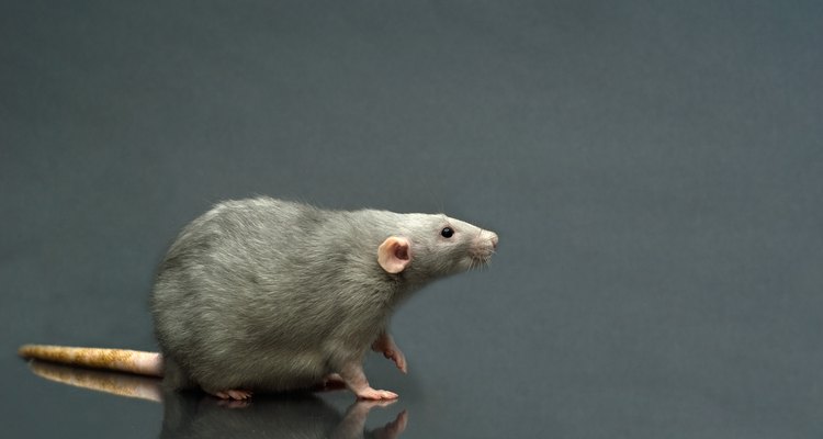 Las ratas y los ratones pueden ser distinguidos por el excremento que dejann detrás.