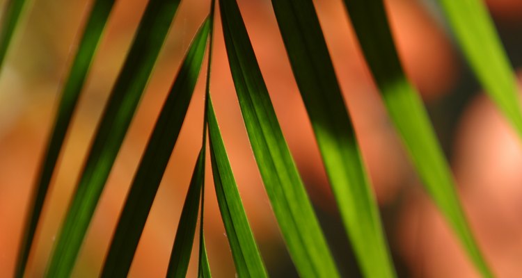 Bamboo palms have feather-like foliage.