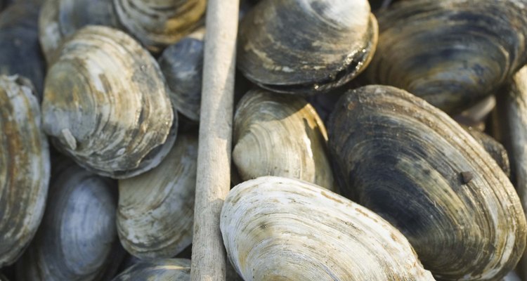 Crate of raw clams