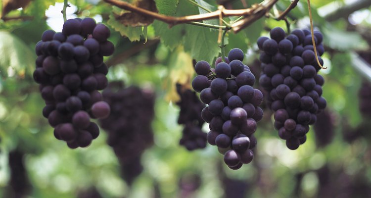 Detrás de todos los vinos hay unas grandes uvas.