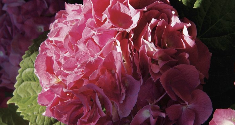 Hydrangea leaves may turn yellow from over watering.