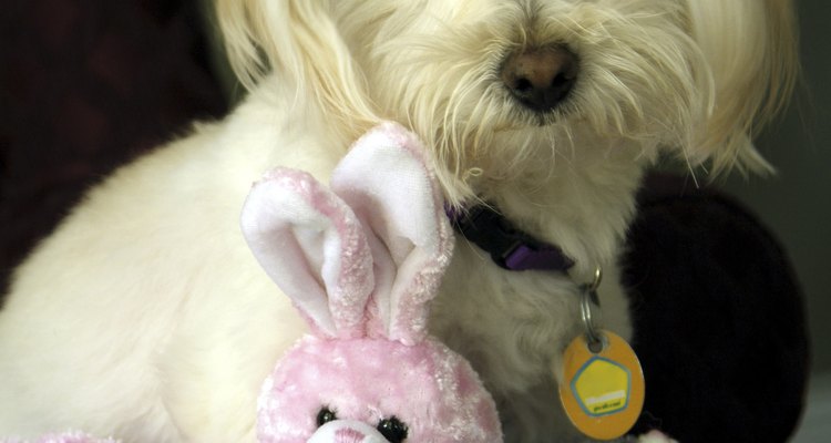 A Westiepoo is a cross between a poodle and a West Highland terrier.