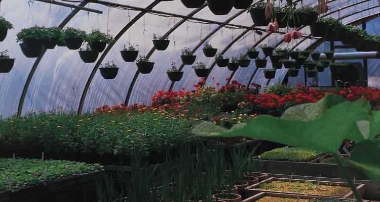 Los centros horticulturales en su mayoría tienen una gran variedad de plantas, con tendencia hacia las especies más populares.