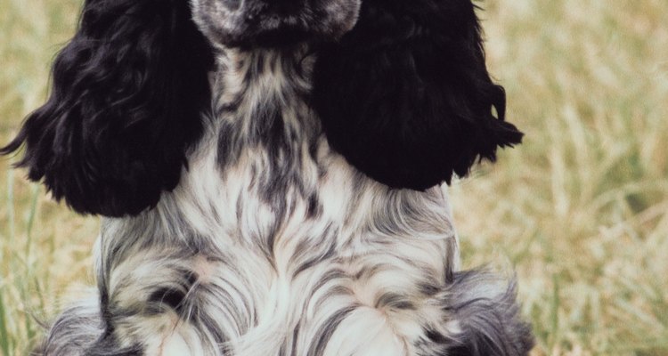 Have your cocker sit nicely before tossing the toy.