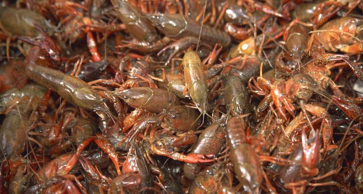 Lagostins colhidos em Louisiana lembram superficialmente lagostas