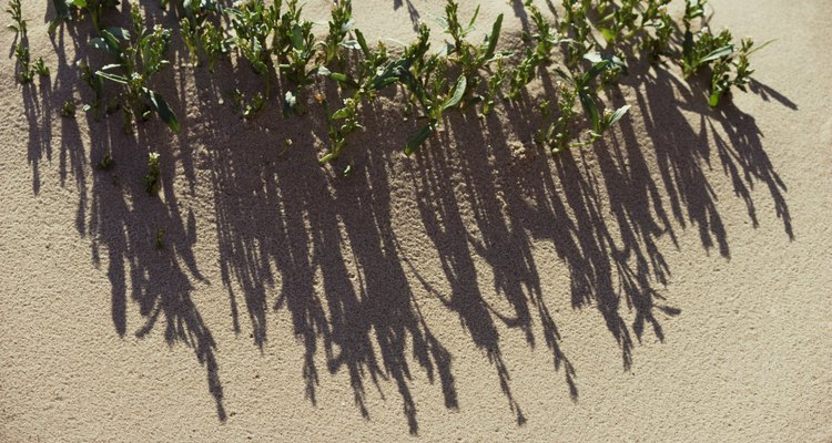 Animais e plantas que vivem em dunas de areia se adaptaram ao ambiente hostil