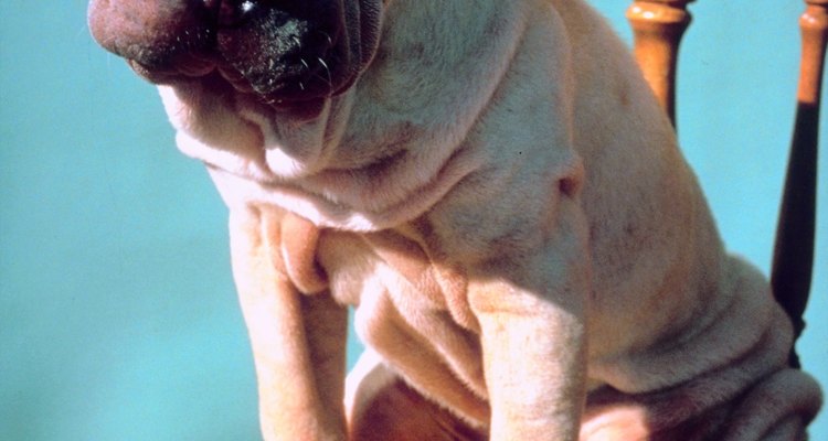 El Shar-pei chino, a pesar de ser un perro de fácil mantenimiento, casi se extinguió en la década de 1970.