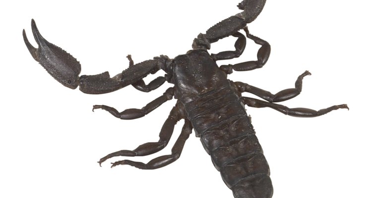Preserve um escorpião para uma amostra na aula de ciências