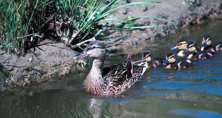La hembra conduce a sus polluelos al agua con apenas un día de haber eclosionado.