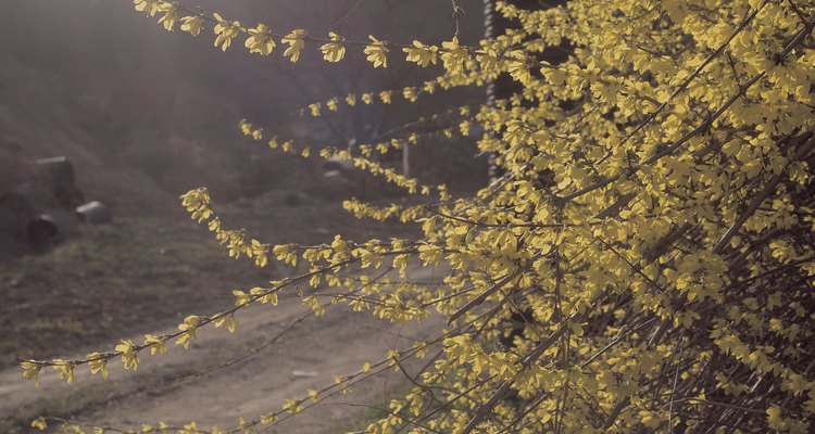 Forsythia looks best when allowed to take its natural, billowing shape.