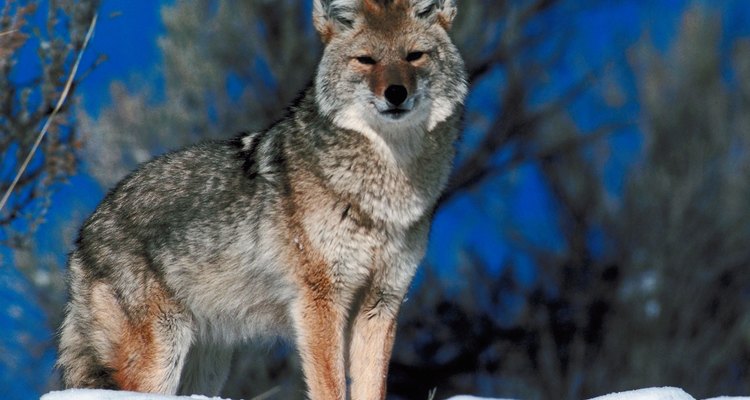 Los coyotes comen todo lo que pueden encontrar durante el invierno.