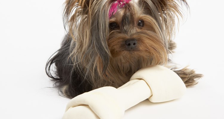 La mayoría de los dueños de Yorkies encuentran que el corte de cachorro es el más fácil de mantener.