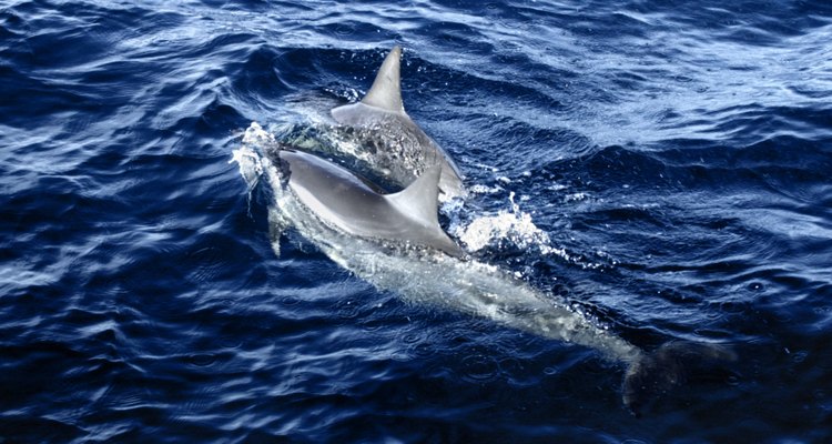 El cuerpo de un delfín está simplificado para permitir que el animal se mueva por el agua sin ningún esfuerzo.