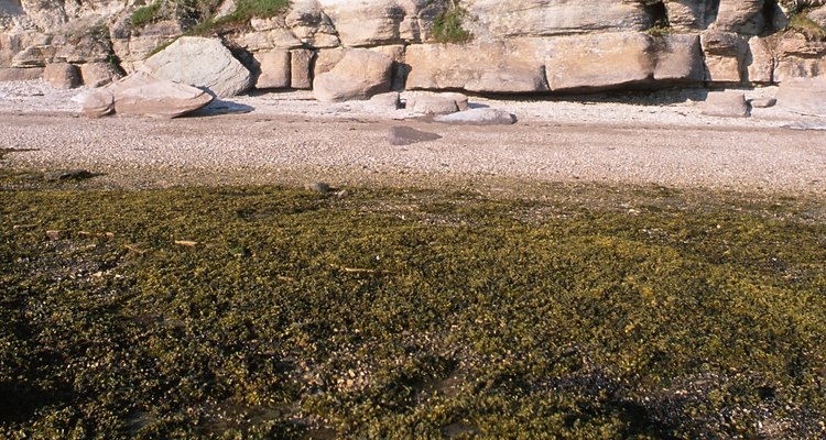 main-differences-between-marine-flowering-plants-seaweeds