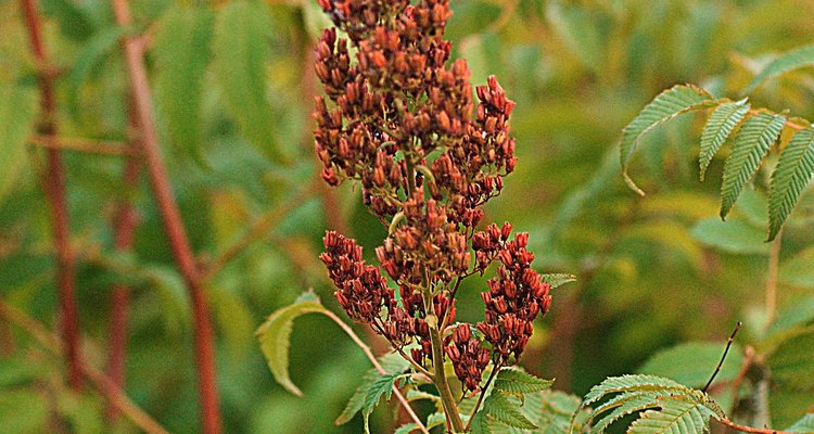 Schedule controlled burns for August, when the plants are somewhat dry.