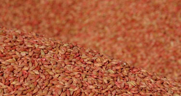 Los granos de trigo rojo son buenos para germinar.