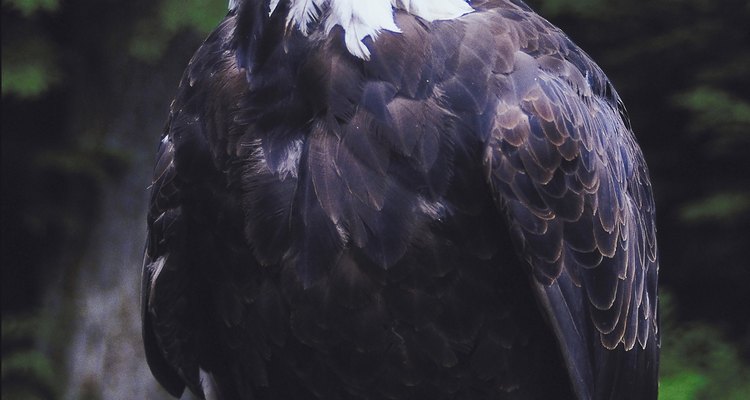 El águila tiene patas rapaces por lo que puede capturar y retener presas vivas.