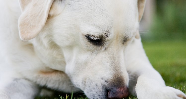 Inalar grama pode fazer com que ela fique alojada nas passagens nasais do animal