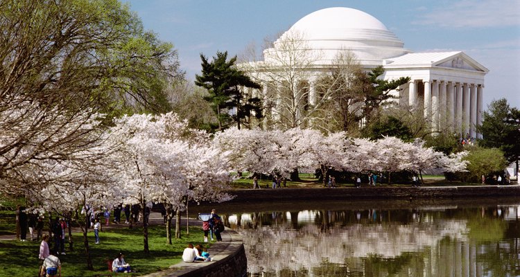 Los cerezos Yoshino muestran sus sakuras alrededor del primero de abril en Washington, D.C..