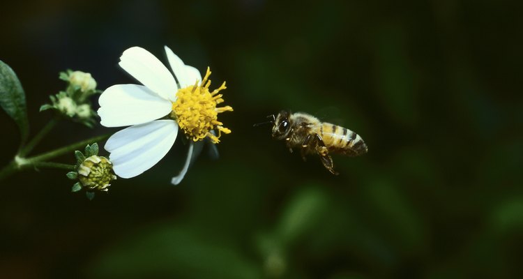 Necesitarás abejas alrededor, dado que son polinizadoras naturales.